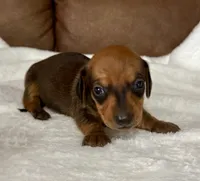 Bandit, a male Miniature Dachshund for sale in Texarkana, AR – 2 of 6