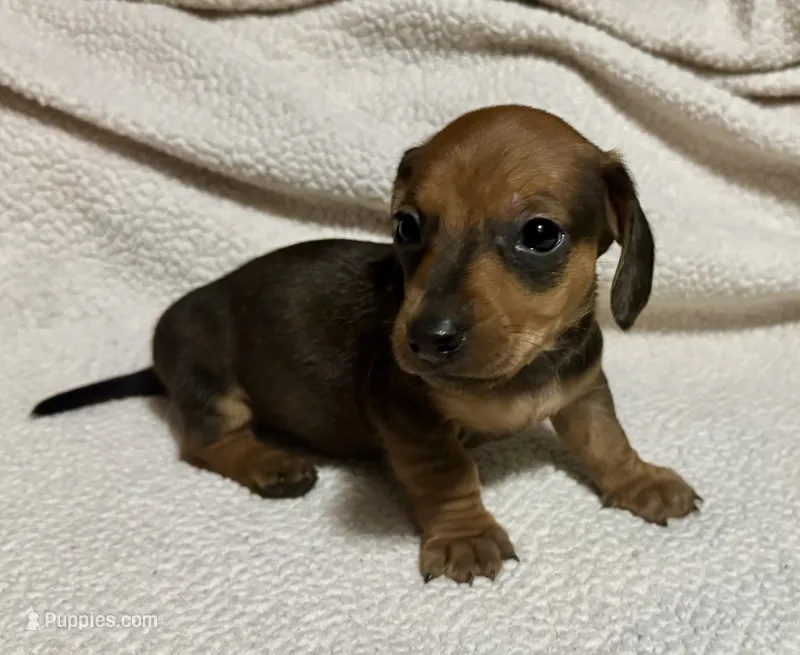 Bandit – Miniature Dachshund puppy for sale in Texarkana, AR