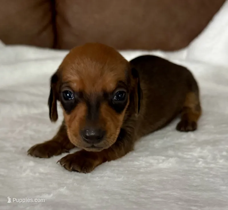Bandit – Miniature Dachshund puppy for sale in Texarkana, AR