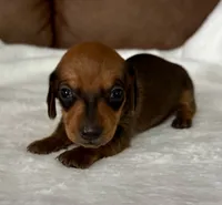 Bandit, a male Miniature Dachshund for sale in Texarkana, AR – 1 of 6