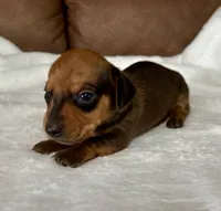 Bandit, a male Miniature Dachshund for sale in Texarkana, AR – 4 of 6