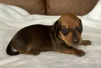 Bandit, a male Miniature Dachshund for sale in Texarkana, AR – 3 of 6