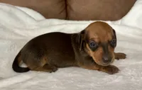 Bandit, a male Miniature Dachshund for sale in Texarkana, AR – 5 of 6