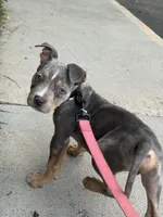 Apollo, a male American Bully for sale in Denver, CO – 1 of 1