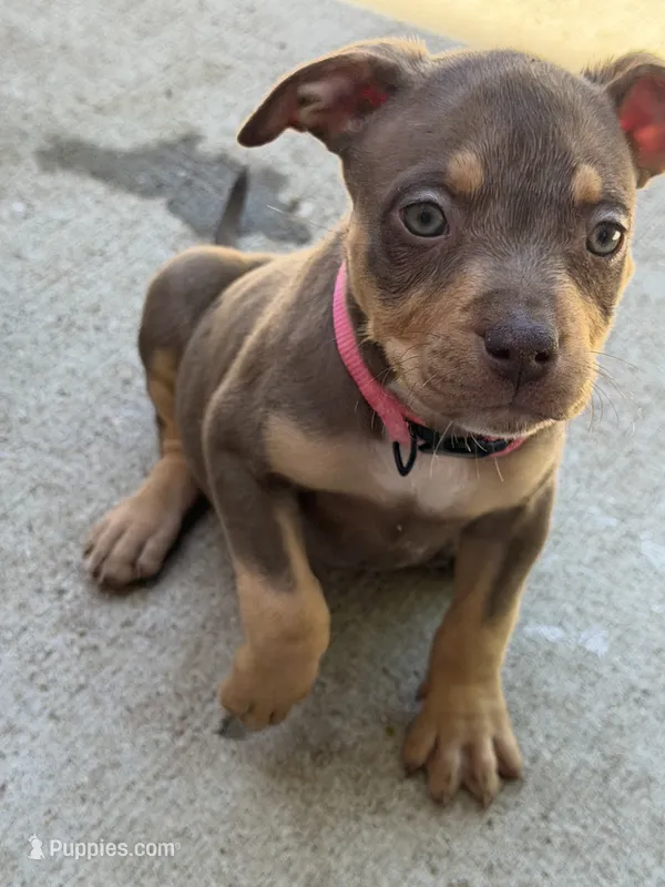 Bella – American Bully puppy for sale in Denver, CO
