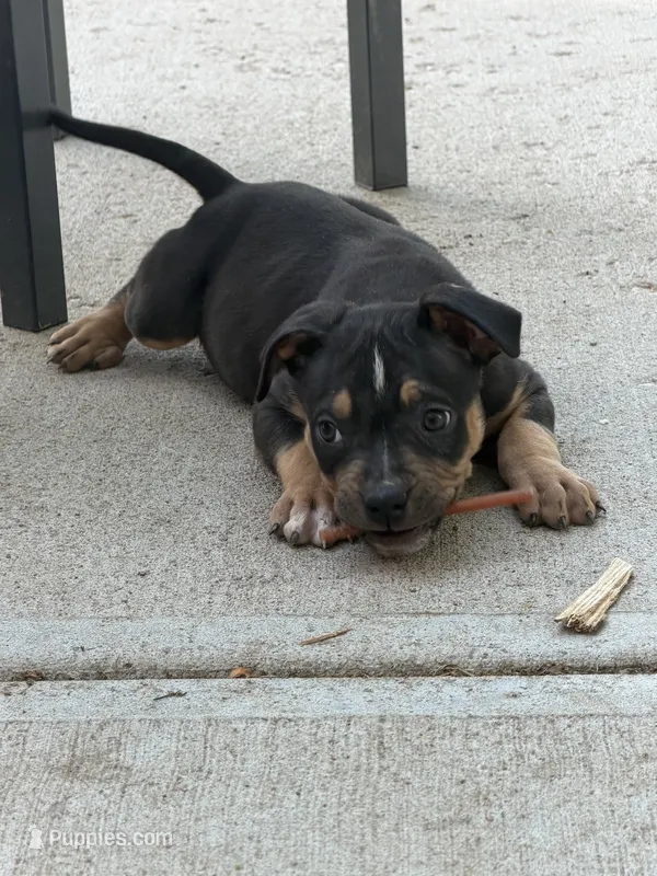 Eclipse – American Bully puppy for sale in Denver, CO