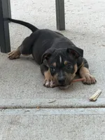 Eclipse, a male American Bully for sale in Denver, CO – 1 of 1