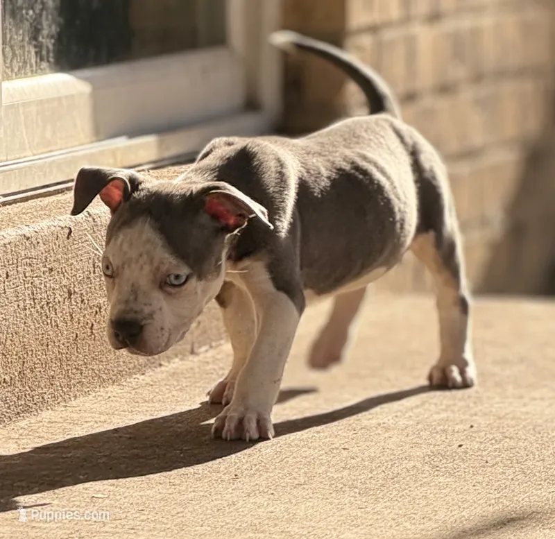 Storm – American Bully puppy for sale in Denver, CO