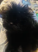 Majik, a male Shorkie for sale in Krum, TX – 4 of 6