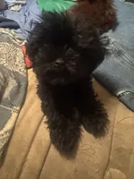 Majik, a male Shorkie for sale in Krum, TX – 5 of 6