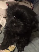 Majik, a male Shorkie for sale in Krum, TX – 3 of 6