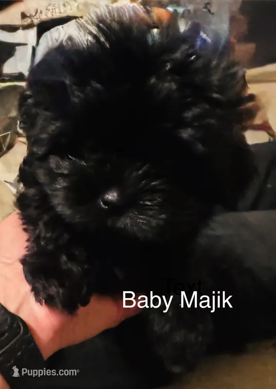Majik – Shorkie puppy for sale in Krum, TX