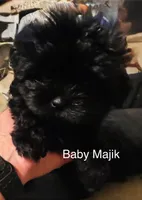 Majik, a male Shorkie for sale in Krum, TX – 1 of 6