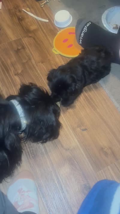 Majik, a male Shorkie for sale in Krum, TX – 6 of 6