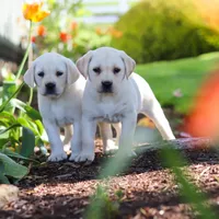 processed/a0783740-7248-4ace-853e-d7bcb063df93/facility/d849035e-6588-445b-8810-141fdc329171