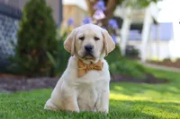 Buster, a male Labrador Retriever for sale in Dundee, OH – 3 of 10