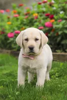 Brittany, a female Labrador Retriever for sale in Dundee, OH – 6 of 7