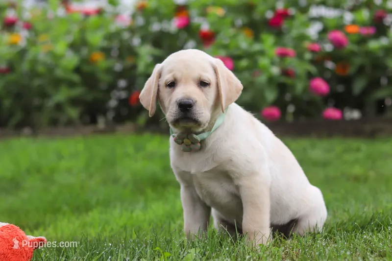 Bela – Labrador Retriever puppy for sale in Dundee, OH
