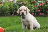 Bela, a female Labrador Retriever for sale in Dundee, OH – 1 of 7
