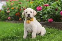 Buster, a male Labrador Retriever for sale in Dundee, OH – 9 of 10