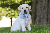 Bert, a male Labrador Retriever for sale in Dundee, OH – 2 of 7