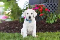 Kurt, a male Labrador Retriever for sale in Dundee, OH – 1 of 10
