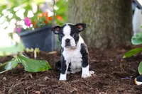 Missy, a female Boston Terrier for sale in Dundee, OH – 3 of 6