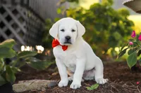 Stormy, a male Labrador Retriever for sale in Dundee, OH – 2 of 10