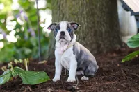Mea, a female Boston Terrier for sale in Dundee, OH – 2 of 8