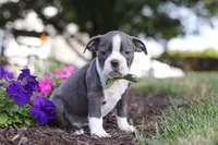 Bennie, a male Boston Terrier for sale in Dundee, OH – 8 of 10