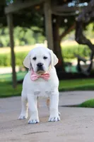 Kathy, a female Labrador Retriever for sale in Dundee, OH – 4 of 10