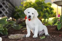 Stormy, a male Labrador Retriever for sale in Dundee, OH – 3 of 10