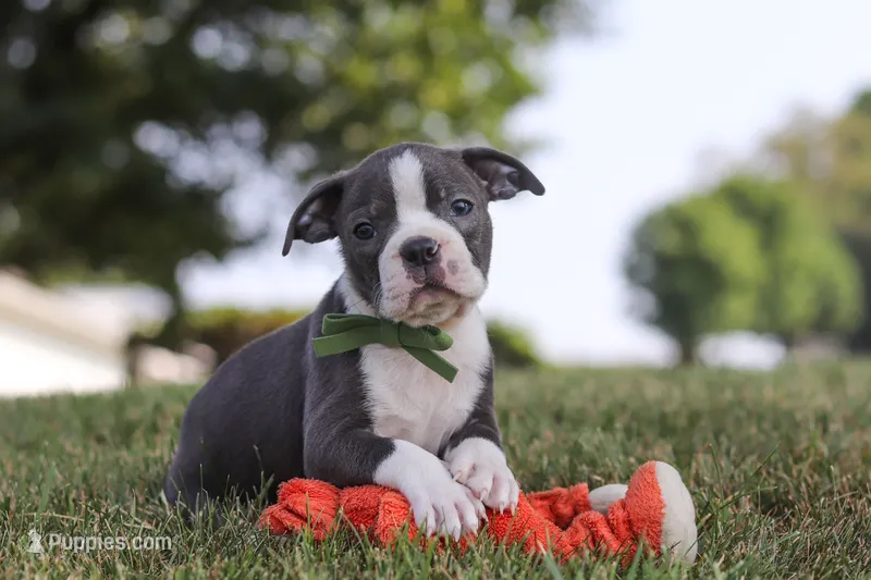 Bennie – Boston Terrier puppy for sale in Dundee, OH