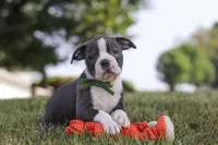 Bennie, a male Boston Terrier for sale in Dundee, OH – 1 of 10