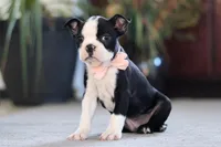 Marla, a female Boston Terrier for sale in Dundee, OH – Photo 4 of 5
