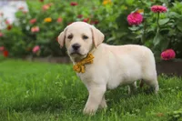 Buster, a male Labrador Retriever for sale in Dundee, OH – 8 of 10