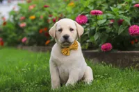 Buster, a male Labrador Retriever for sale in Dundee, OH – 5 of 10
