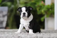 Max, a male Boston Terrier for sale in Dundee, OH – Photo 3 of 9