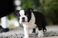 Max, a male Boston Terrier for sale in Dundee, OH – Photo 6 of 9
