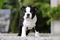 Max, a male Boston Terrier for sale in Dundee, OH – Photo 1 of 9