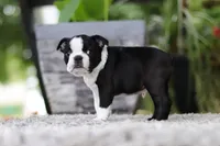 Max, a male Boston Terrier for sale in Dundee, OH – Photo 5 of 9