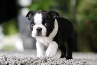 Max, a male Boston Terrier for sale in Dundee, OH – Photo 9 of 9