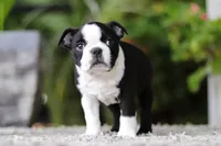 Max, a male Boston Terrier for sale in Dundee, OH – Photo 4 of 9