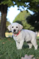 Bela, a female Labrador Retriever for sale in Dundee, OH – Photo 8 of 9