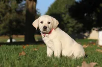 Bela, a female Labrador Retriever for sale in Dundee, OH – Photo 6 of 9
