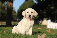 Bela, a female Labrador Retriever for sale in Dundee, OH – Photo 5 of 9