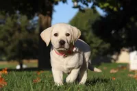 Bela, a female Labrador Retriever for sale in Dundee, OH – Photo 4 of 9