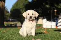 Bela, a female Labrador Retriever for sale in Dundee, OH – Photo 2 of 9