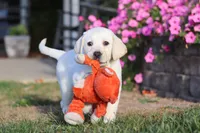 Bela, a female Labrador Retriever for sale in Dundee, OH – Photo 9 of 9