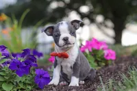 Bradie, a male Boston Terrier for sale in Dundee, OH – 5 of 9